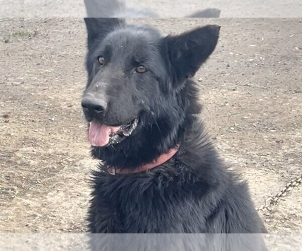 Medium Photo #1  Puppy For Sale in , 