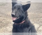 Small Photo #1  Puppy For Sale in , 