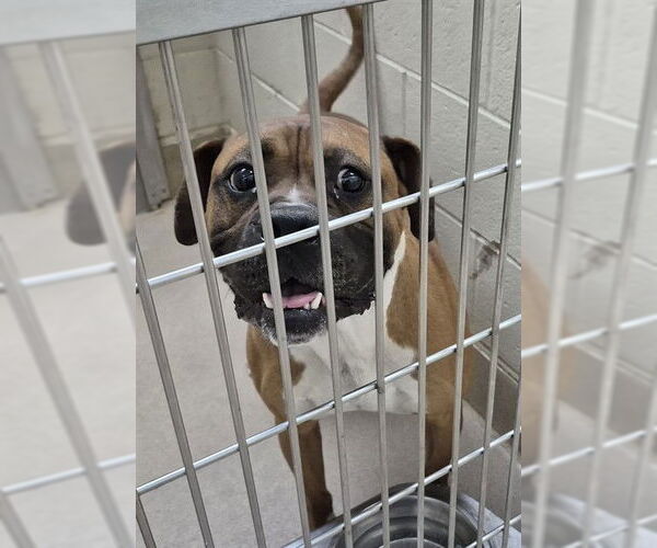 Medium Photo #1 Boxer Puppy For Sale in Decatur, IL, USA