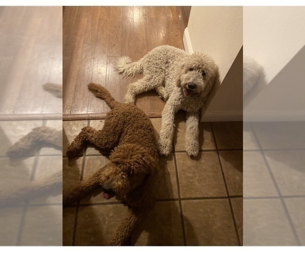 Medium Photo #1 Goldendoodle Puppy For Sale in FRESNO, CA, USA