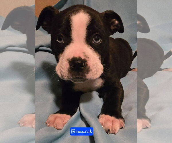 Medium Photo #4 Boston Terrier-Unknown Mix Puppy For Sale in Alexander, AR, USA
