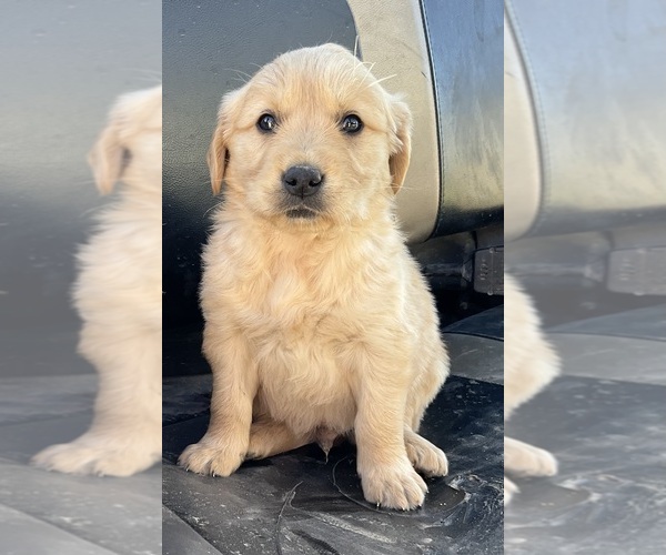 Medium Photo #9 Golden Retriever Puppy For Sale in MEMPHIS, MO, USA