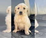 Small #8 Golden Retriever