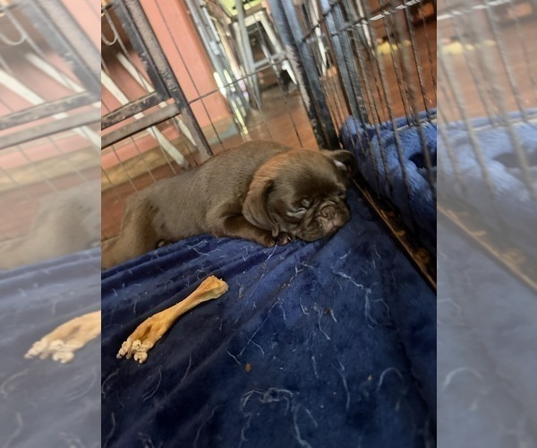 Medium Photo #4 Pug Puppy For Sale in BLOOMINGTON, IL, USA