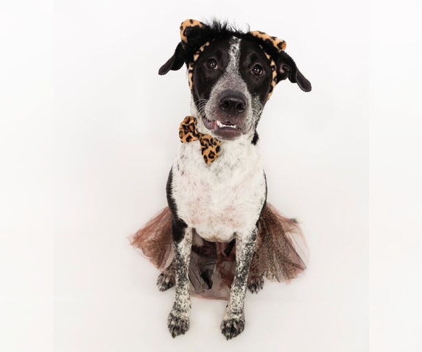 Medium Photo #4 American Staffordshire Terrier-Greyhound Mix Puppy For Sale in phoenix, AZ, USA