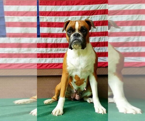 Medium Photo #4 Boxer Puppy For Sale in BISMARCK, AR, USA