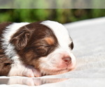 Small #7 Miniature Australian Shepherd