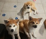 Litter of 3 - Male(s) and Female(s) AkitaLitter of Puppies for Sale - Small photo