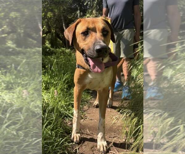 Medium Photo #1 Redbone Coonhound-Rhodesian Ridgeback Mix Puppy For Sale in Santa Barbara, CA, USA
