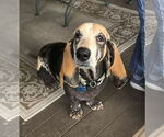 Small #1 Basset Hound