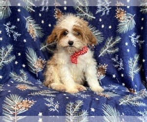 Cavapoo Puppy for Sale in LAKELAND, Florida USA