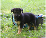 Small Photo #4 German Shepherd Dog Puppy For Sale in GAP, PA, USA