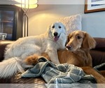 Small #4 Great Pyrenees Mix