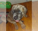 Puppy Hunter dark blu Cane Corso