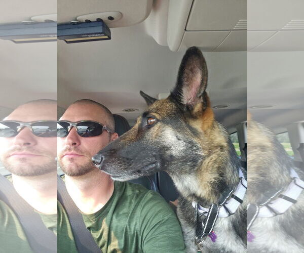 Medium Photo #2 German Shepherd Dog-Unknown Mix Puppy For Sale in New London, WI, USA