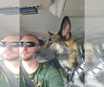 Small #1 German Shepherd Dog Mix
