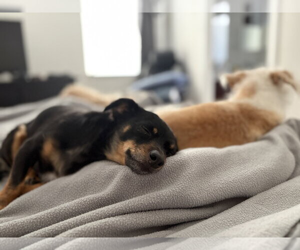 Medium Photo #3 Chiweenie Puppy For Sale in Davis, CA, USA