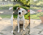 Small #2 Labrador Retriever Mix