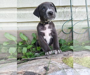 Collie-Labrador Retriever Mix Dogs for adoption in Princeton, MN, USA