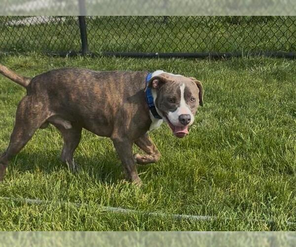 Medium Photo #1 American Pit Bull Terrier Puppy For Sale in Fort Wayne, IN, USA