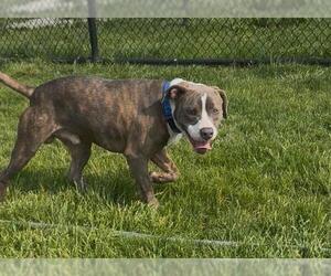 American Pit Bull Terrier Dogs for adoption in Fort Wayne, IN, USA