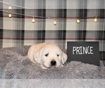 Puppy 5 English Cream Golden Retriever