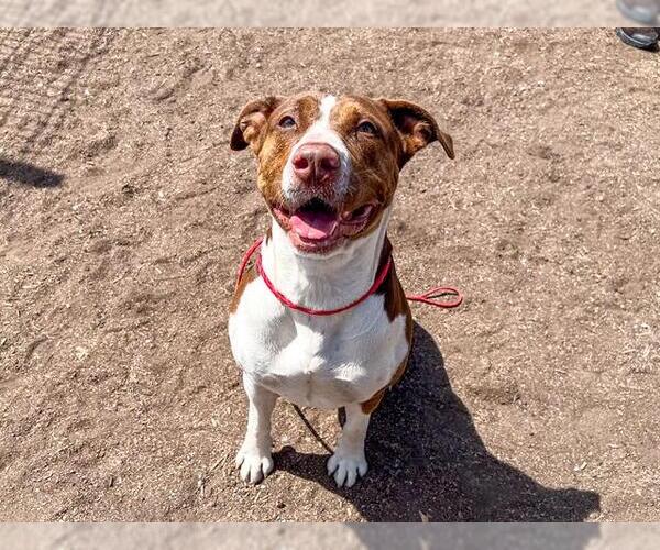 Medium Photo #2 Labrador Retriever-Unknown Mix Puppy For Sale in Orange, CA, USA