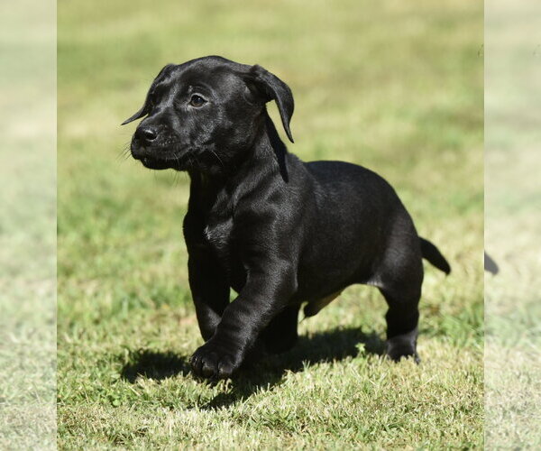 Medium Photo #2 Dachsador Puppy For Sale in Mechanicsburg, PA, USA