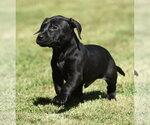 Small #1 Dachsador