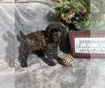 Small Photo #1 Poodle (Miniature) Puppy For Sale in WALHONDING, OH, USA