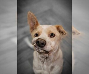 Ginger - Female Mutt Dog for Adoption - Photo #2