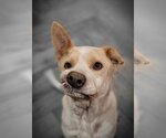 Small #1 Mutt