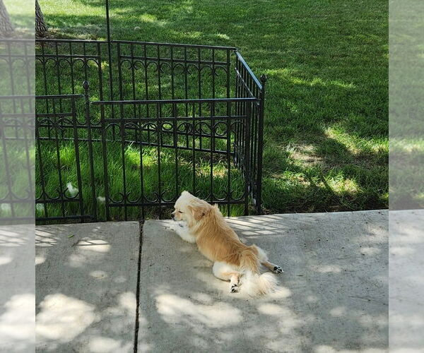 Medium Photo #7 Pekingese-Unknown Mix Puppy For Sale in Fargo, ND, USA