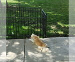 Small #6 Pekingese Mix