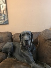 Father of the Great Dane puppies born on 08/16/2018