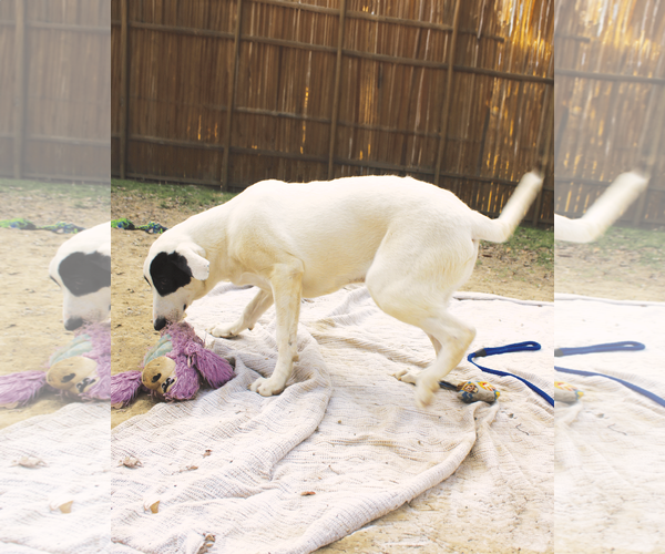 Medium Photo #2 Labrador Retriever-Unknown Mix Puppy For Sale in Munford, TN, USA