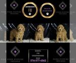 Small #5 Goldendoodle (Miniature)