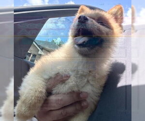 Pomeranian Dogs for adoption in Houston, TX, USA