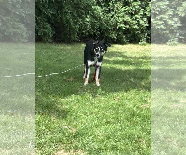 Medium Photo #3 Huskies -Unknown Mix Puppy For Sale in Woodbury, NY, USA
