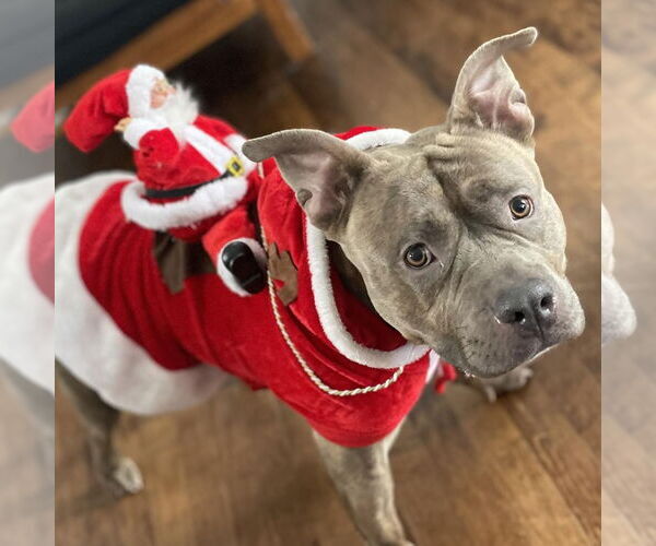 Medium Photo #1 American Staffordshire Terrier-Unknown Mix Puppy For Sale in Princeton, MN, USA