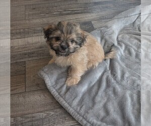 Shih Tzu Puppy for sale in BOKOSHE, OK, USA