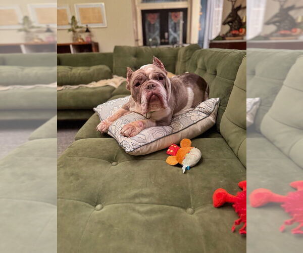 Medium Photo #1 American Pit Bull Terrier Puppy For Sale in Oak Bluffs, MA, USA