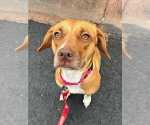 Mutt Dogs for adoption in Glen Allen, VA, USA