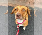 PR 55  Heaven HHS RRP - Female Mutt Dog for Adoption - Small photo