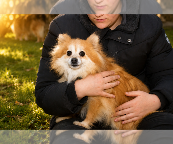 Medium Photo #11 Pomeranian Puppy For Sale in CLARE, MI, USA