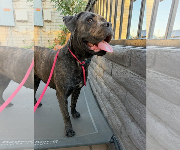 Medium Photo #1 Mutt Puppy For Sale in Goodyear, AZ, USA