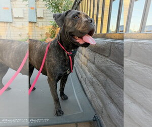 Mutt Dogs for adoption in Goodyear, AZ, USA