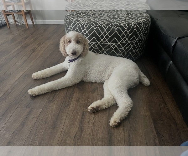 Medium Photo #1 Labradoodle Puppy For Sale in MORRISTOWN, TN, USA