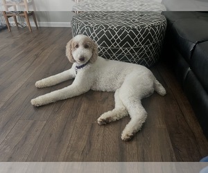 Labradoodle Dog for Adoption in MORRISTOWN, Tennessee USA