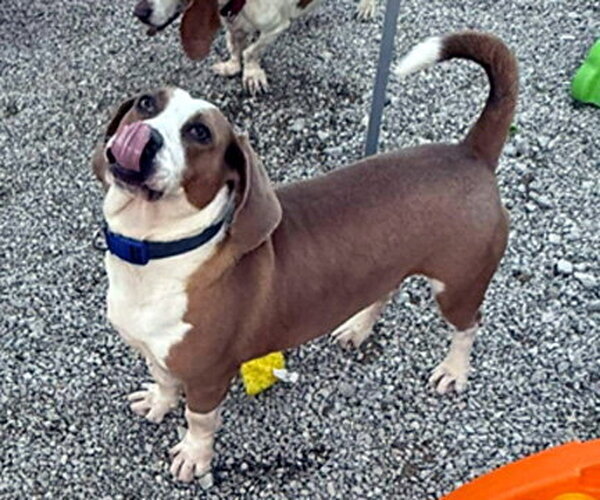 Medium Photo #8 Basset Hound-Unknown Mix Puppy For Sale in Deepwater, NJ, USA
